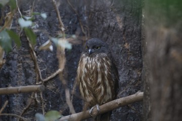 Brown Hawk-owl (Ninox scutulata)