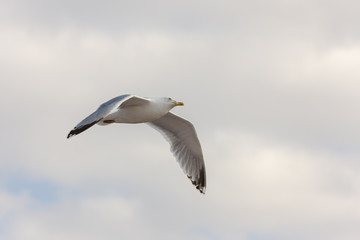 Seagull in the sky