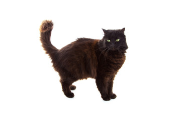 Chat