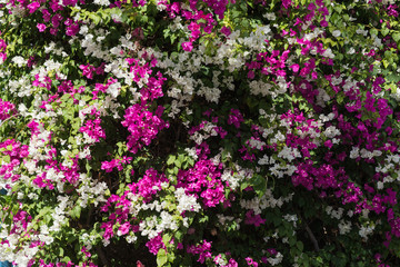 beautiful background of flowers