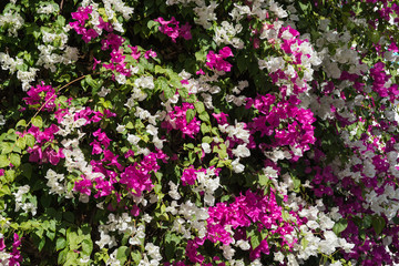 beautiful background of flowers