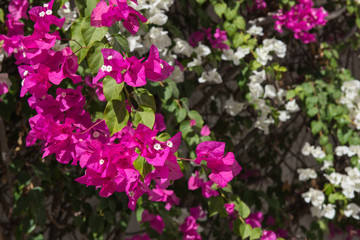 Obraz premium beautiful background of flowers