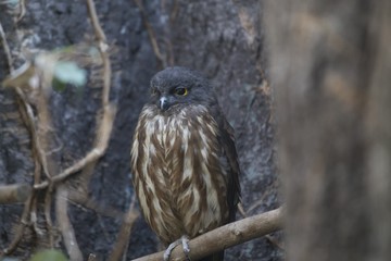 Brown Hawk-owl (Ninox scutulata)