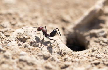 Ant on dry ground. macro