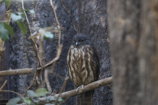 Brown Hawk-owl (Ninox scutulata)