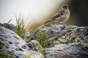 Little bird on a rock