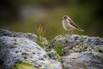 Little bird on a rock