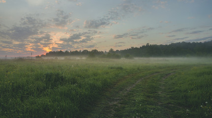 Foggy summer landscape