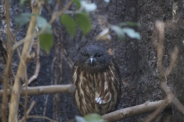 Brown Hawk-owl (Ninox scutulata)