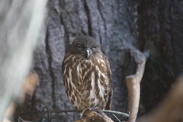 Brown Hawk-owl (Ninox scutulata)