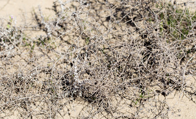 dry grass prickly tumbleweed field on nature
