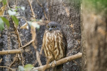 Brown Hawk-owl (Ninox scutulata)