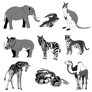 Vector illustration. Image rhino kangaroo, giraffe, elephant, zebra, snake, crocodile, camel, tiger. black and white.