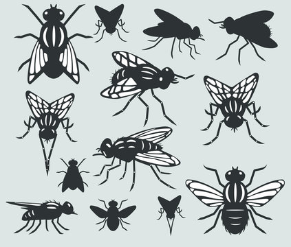 A set of silhouettes of flies