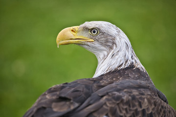 Golden Eagle