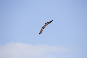 Black Kite (Milvus migrans)