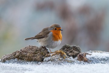 A european robin on the snowy ground in winter