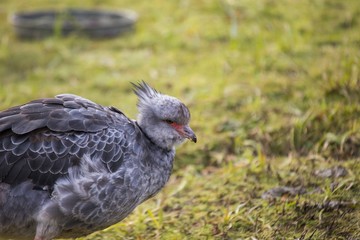 Southern Screamer (Chauna torquata)