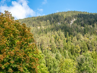 Obraz premium Green forest and clear lake view