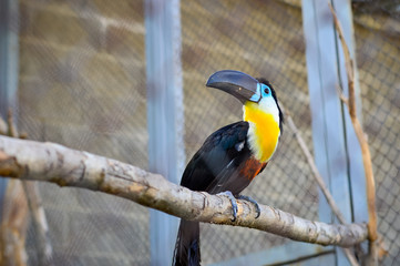 Toucan.