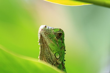Lézard Costa Rica