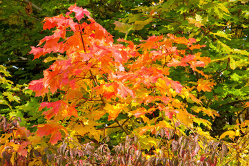 Autumn leaves on the trees in the English countryside of the Forest of Dean..