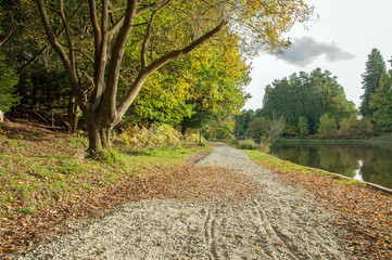 Autumn forests in the English countryside of the Forest of Dean..