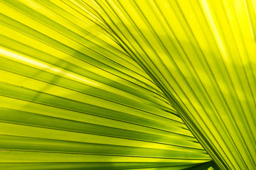 Obraz premium Green palm leaf background.