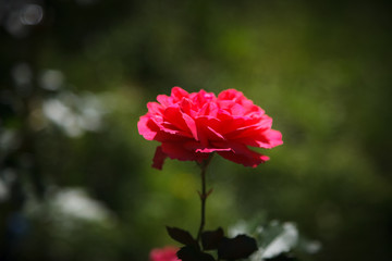 Obraz premium Single beautiful red rose on a natural blurred green background 