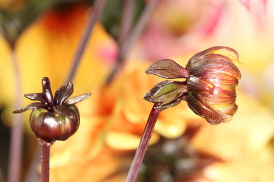 Brown dalhia