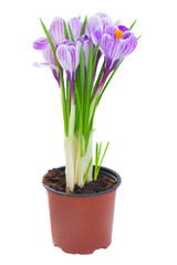 Violet crocus flowers in pot isolated on white background