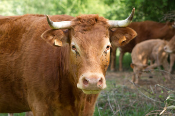 Fototapeta premium cattle