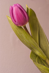Tulip
