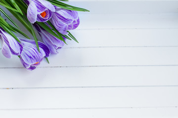 Violet crocus flowers on white wooden planks with copy space