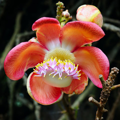 The flower of the sacred Bo tree. Shallow depth of field