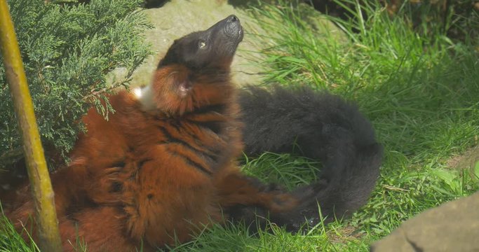 Wolverine Lies in the Grass