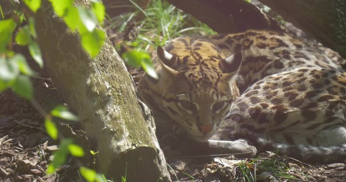 Bengal Cat Predator is Resting in Nature Animal is Lying on a Ground Quietly Beautiful Small Wild Cat Among Trees Zoo Park Forest Zoology Studying