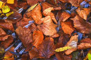 Yellow fallen autumn leaves