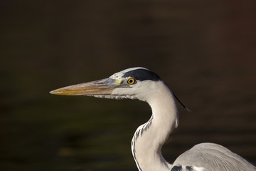 Grey Heron (Ardea cinerea)
