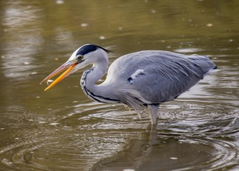 Grey Heron (Ardea cinerea)