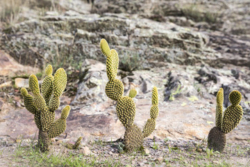 Opuntia Cactus in nature