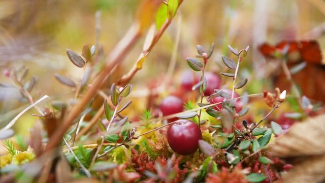 Cranberries on moss in the forest