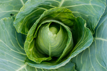 Organic Cabbage. Fresh Green Head of Cabbage on the Field.