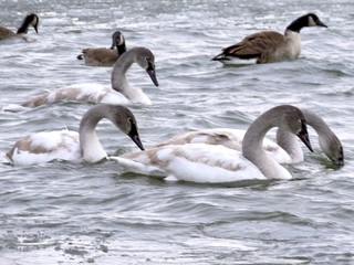 Toronto Lake grey swans and geese 2016