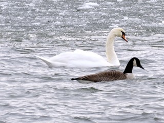 Obraz premium Toronto Lake swan and goose 2016