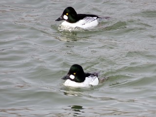 Toronto Lake the common goldeneye ducks 2016