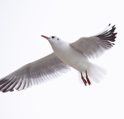 Fototapeta premium Gull rivergull flying