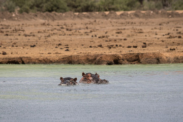 Two Hippos in a Lake