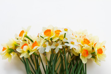 Fresh spring Light and dark yellow daffodils border row on white desktop