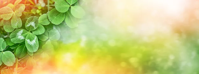 Abwaschbare Fototapete Frühling Grüne Kleeblätter auf einer Hintergrundsommerlandschaft